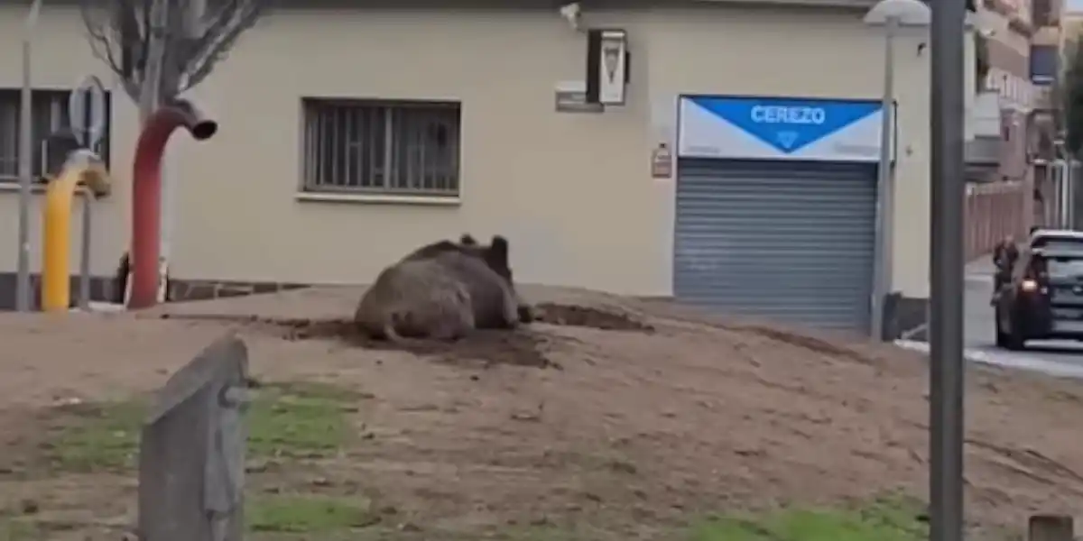 [Vidéo] Un sanglier bien installé force les élèves d&rsquo;une école à changer d&rsquo;entrée