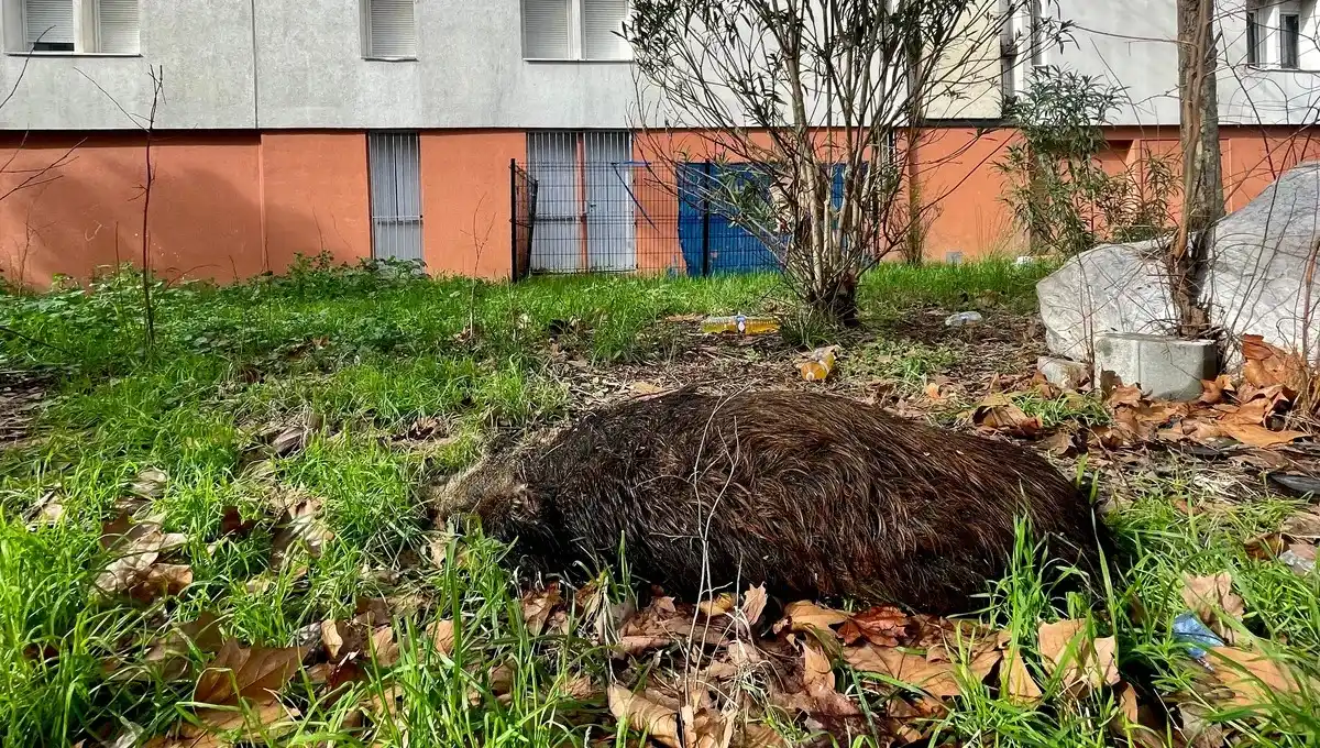 Un sanglier indésirable en décomposition depuis 15 jours dans un quartier populaire de Montpellier