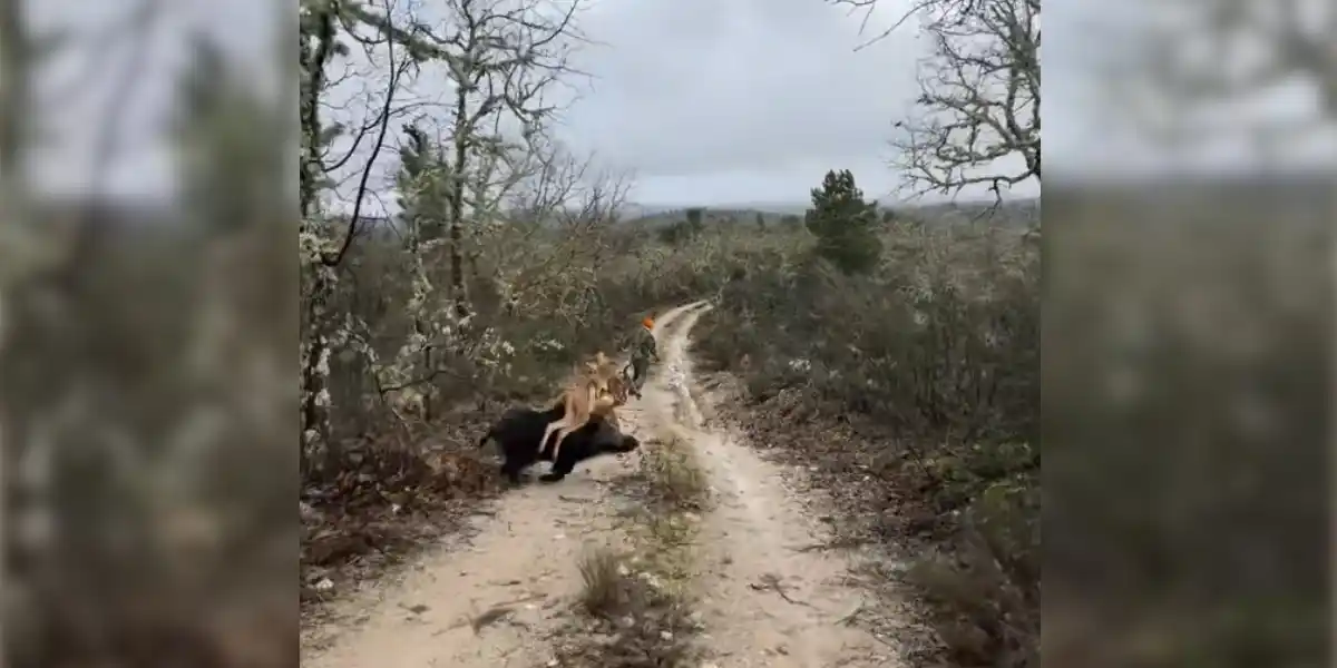 [Vidéo] Un chien se fait violemment percuter par un sanglier en pleine course