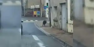 En pleine journée, un sanglier débarque dans le centre d&rsquo;une commune du Lot-et-Garonne