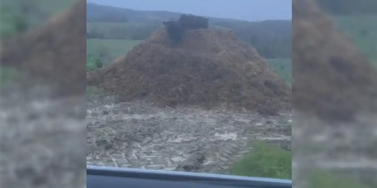 [Vidéo] Des sangliers s&rsquo;installent en haut d&rsquo;un tas de fumier