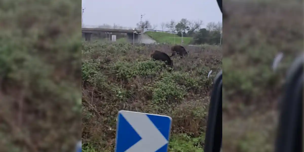 [Vidéo] Des sangliers filmés au beau milieu de la rocade de Toulouse