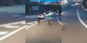 sangliers sur autoroute