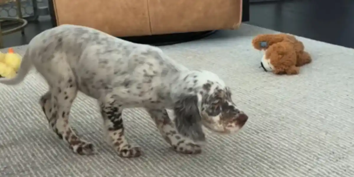 [Vidéo] L&rsquo;instinct qui se montre à seulement quelques semaines