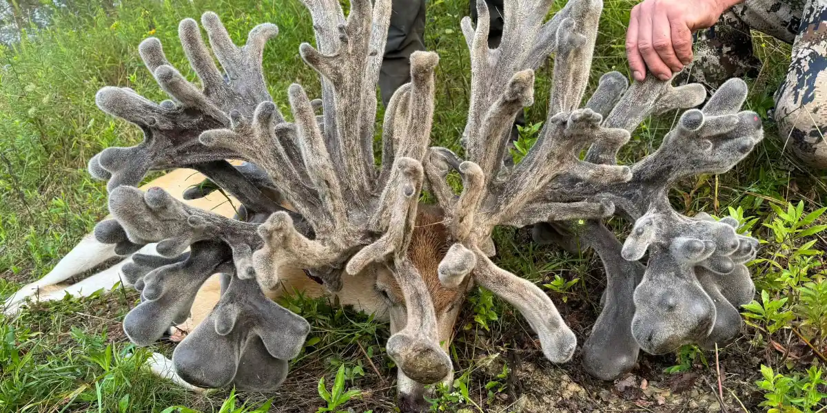 [Vidéo] Un cerf de Virginie avec des bois spectaculaires