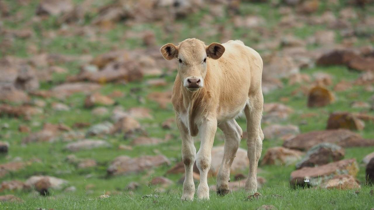 Braconnage : deux sexagénaires condamnés après avoir abattu des sangliers, des cervidés et un veau