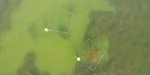 Côte-d&rsquo;Or : des cages anti-cormorans installées sous l&rsquo;eau pour protéger les poissons