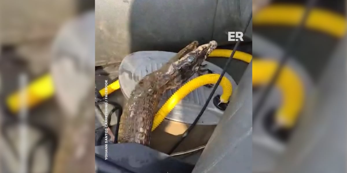 caiman dans le doubs