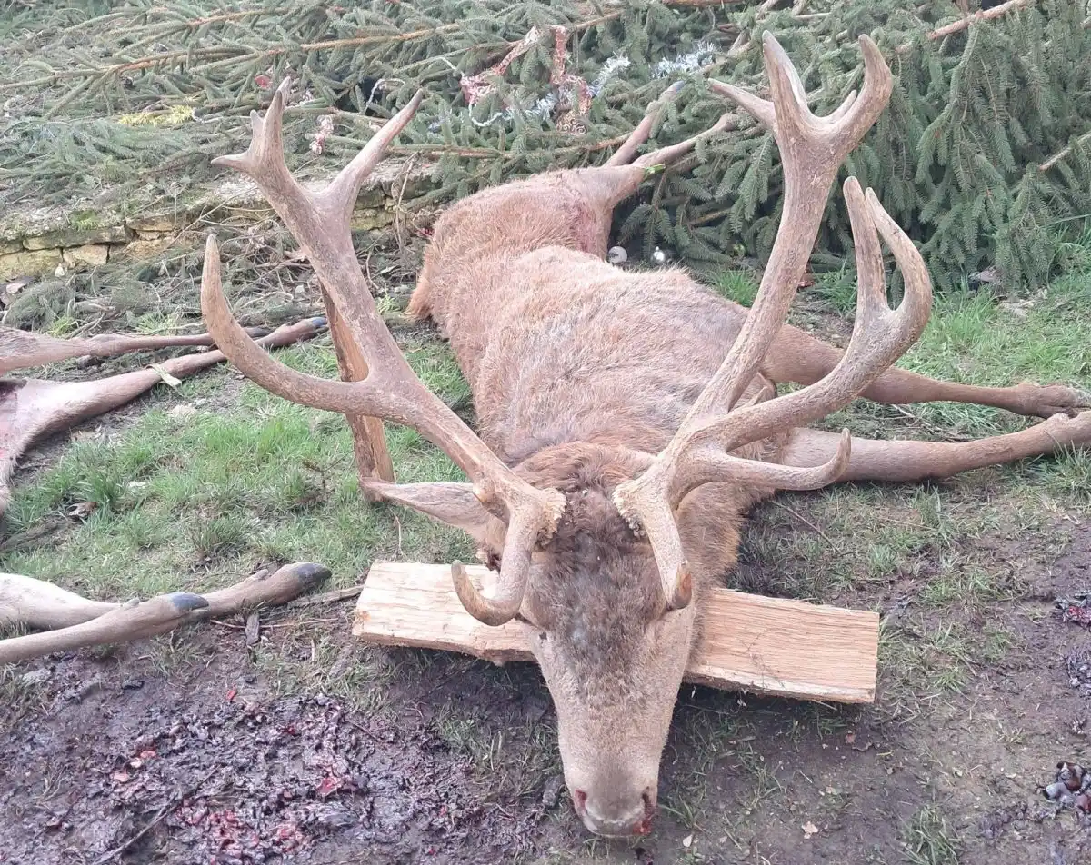 Un traqueur prélève un 18 cors de 264 kilos pour la fermeture