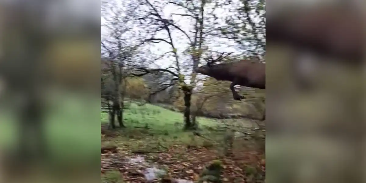 [Vidéo] Un cerf surpris fait un bond impressionnant