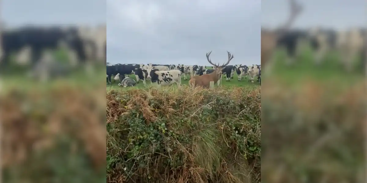[Vidéo] Un cerf se trompe de harde et se retrouve au milieu des vaches