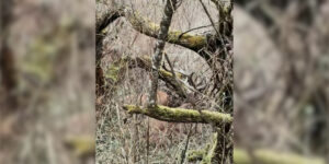 cerfs dans la traque