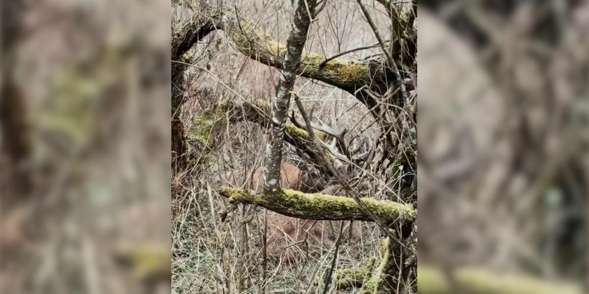 cerfs dans la traque