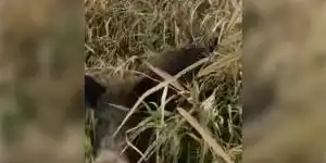 charge-sanglier-rapide