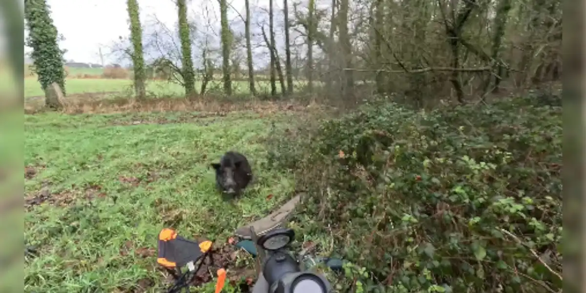 [Vidéo] Un sanglier de près de 90kg charge un chasseur à deux reprises