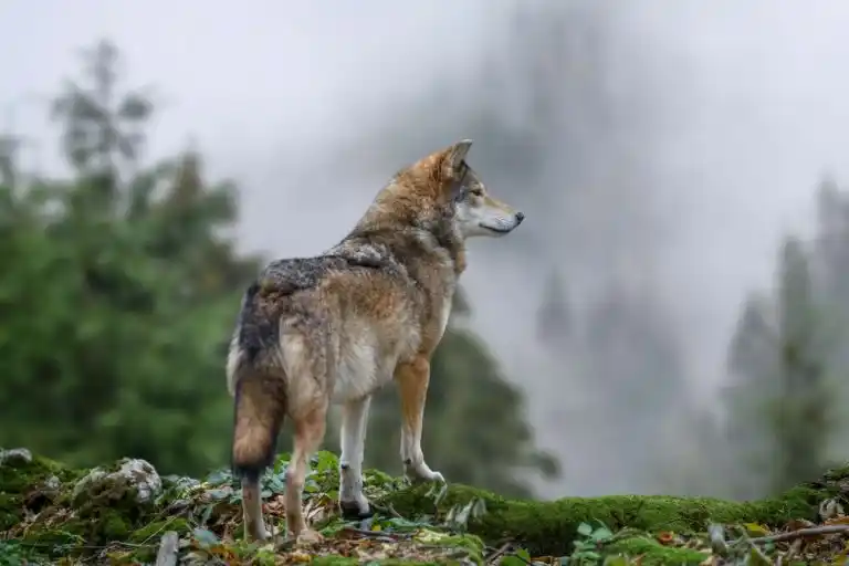 Le Loup en France : Guide complet 2026 sur une expansion qui divise