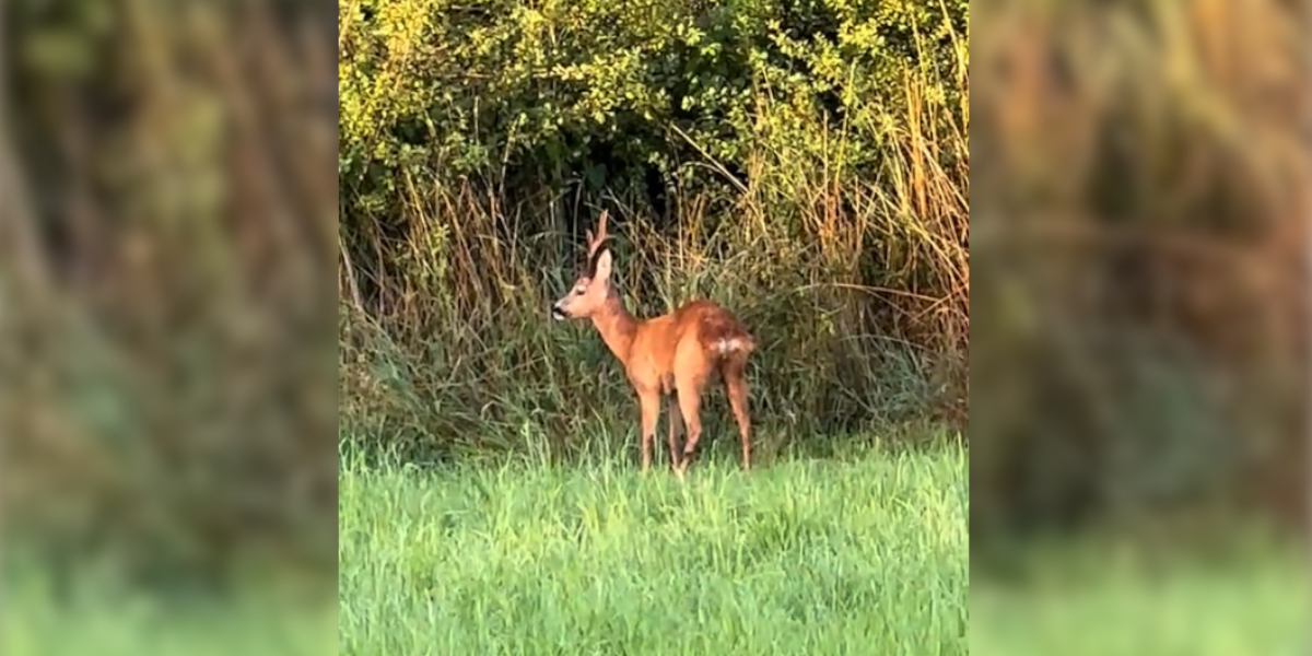 chevreuil belle coiffe