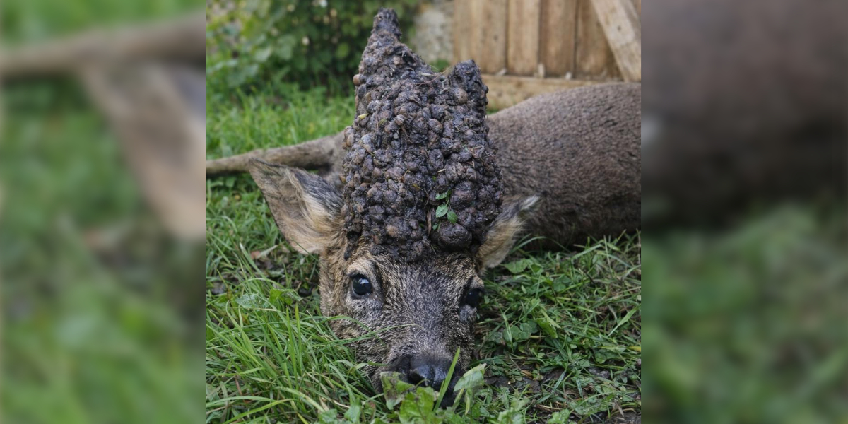 chevreuil perruque FDC Indre