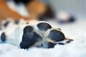 un chien tué en battue par un loup