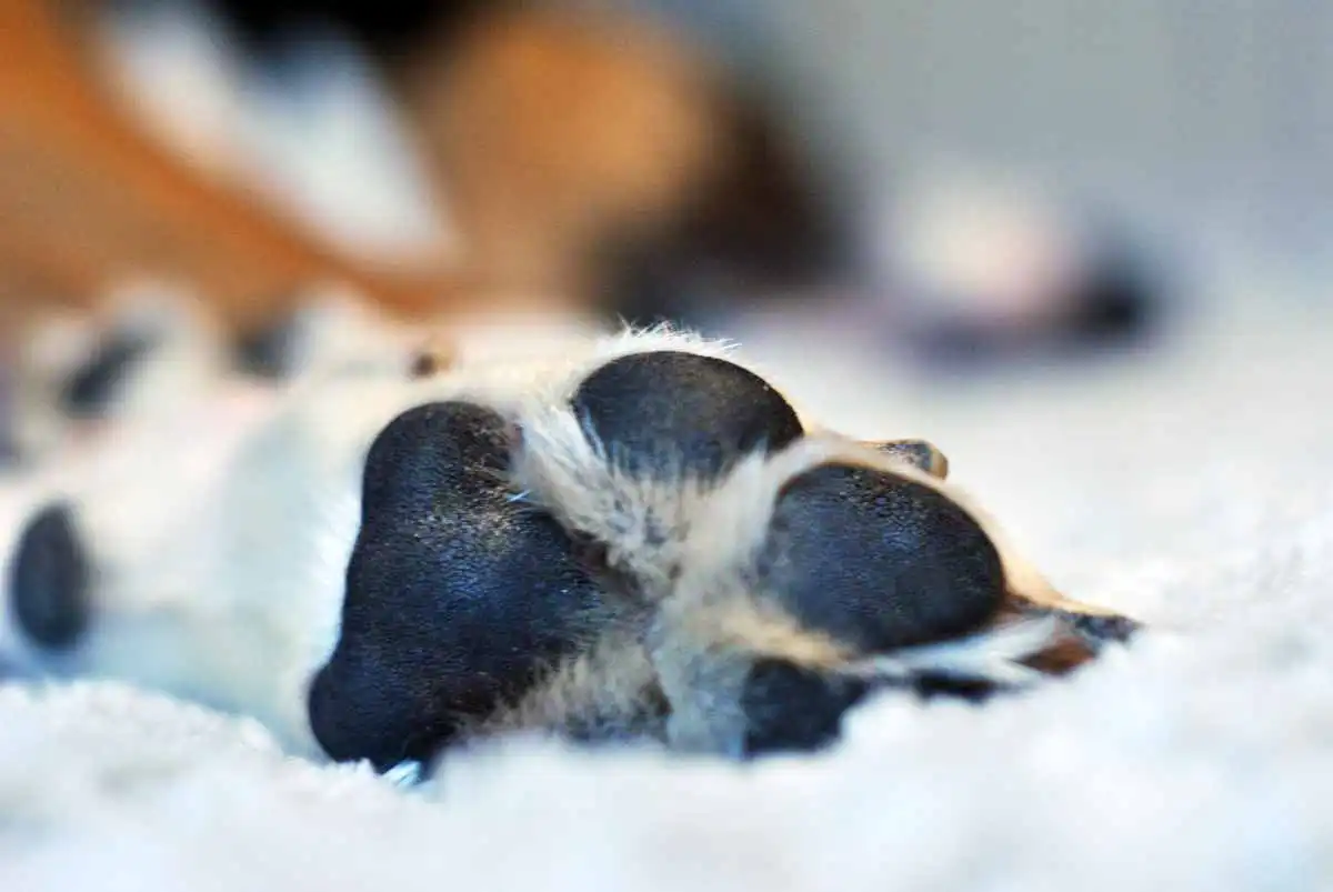 un chien tué en battue par un loup