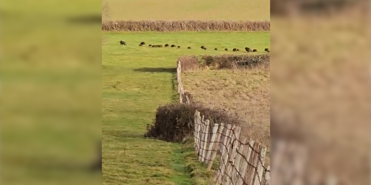 compagnie de sangliers dans la plaine