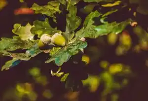 feuilles de chênes