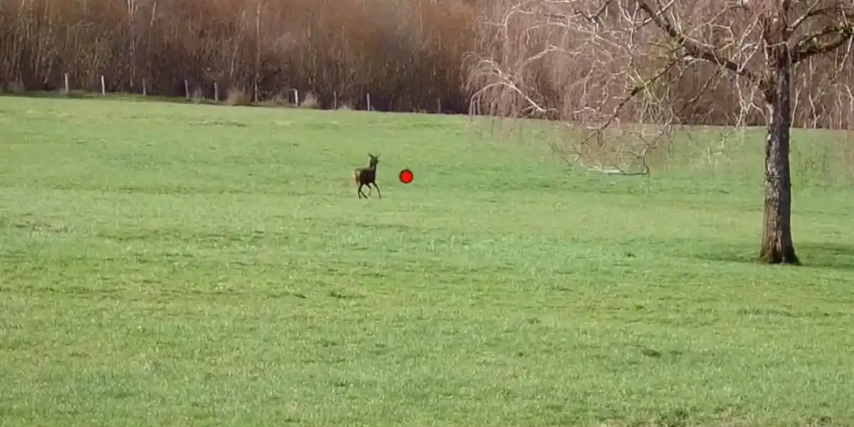 [Vidéo] Tir en shotkam d&rsquo;un daguet en mouvement à 100m