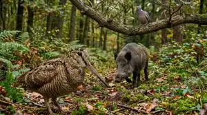 Découvrez quels sont les gibiers préférés des chasseurs français