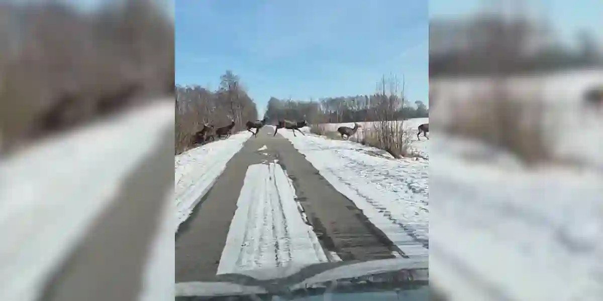 [Vidéo] Une automobiliste obligée de s&rsquo;arrêter à cause d&rsquo;un train un peu spécial