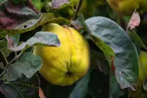 cognassier