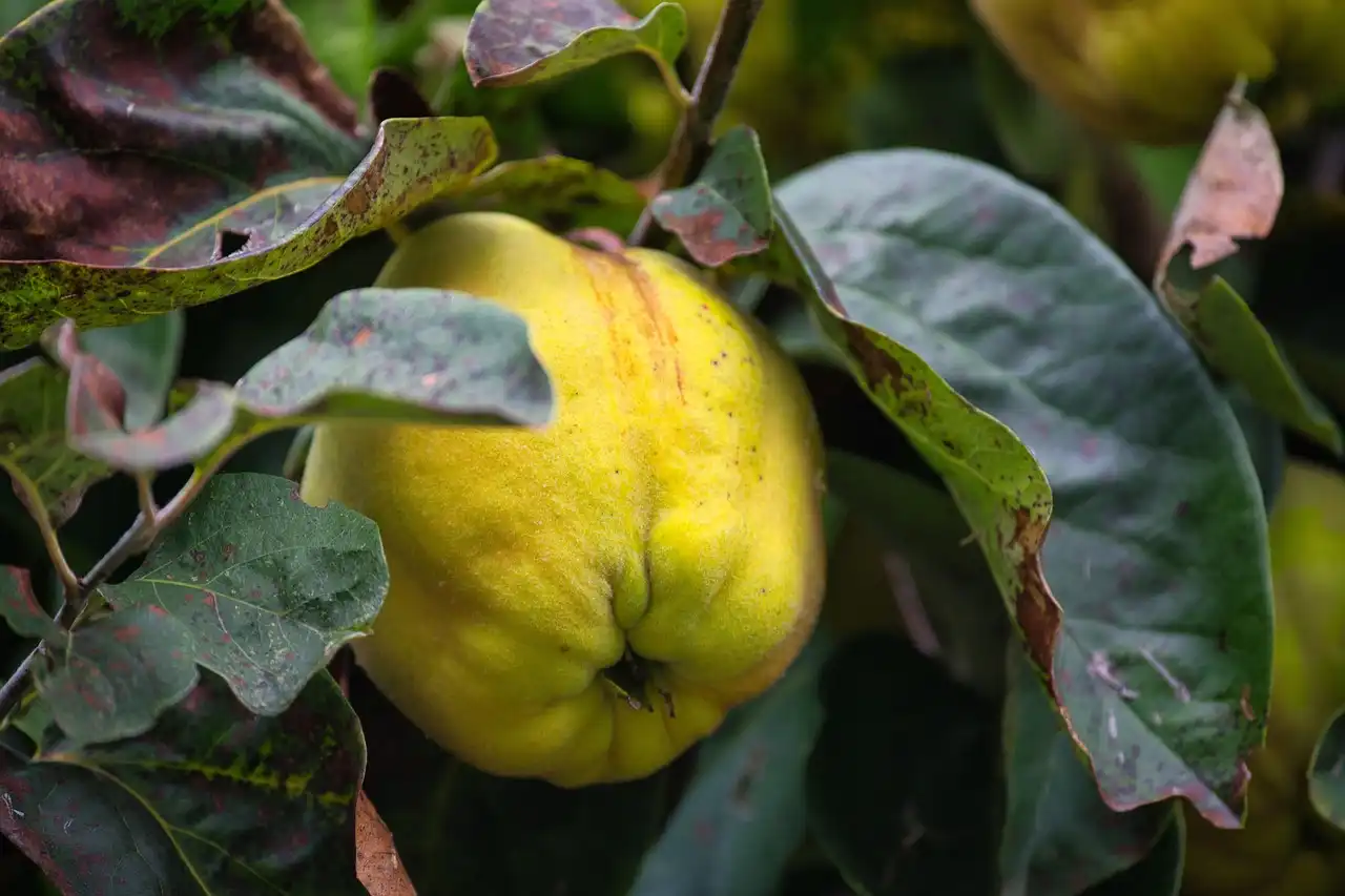 Dans l&rsquo;Oise, les chasseurs font planter une centaine d&rsquo;arbres fruitiers aux écoliers de Grandvilliers