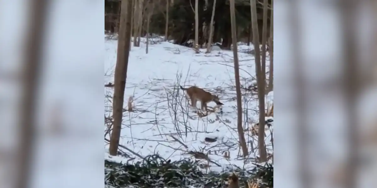 [Vidéo] La prédation du chevreuil par le lynx
