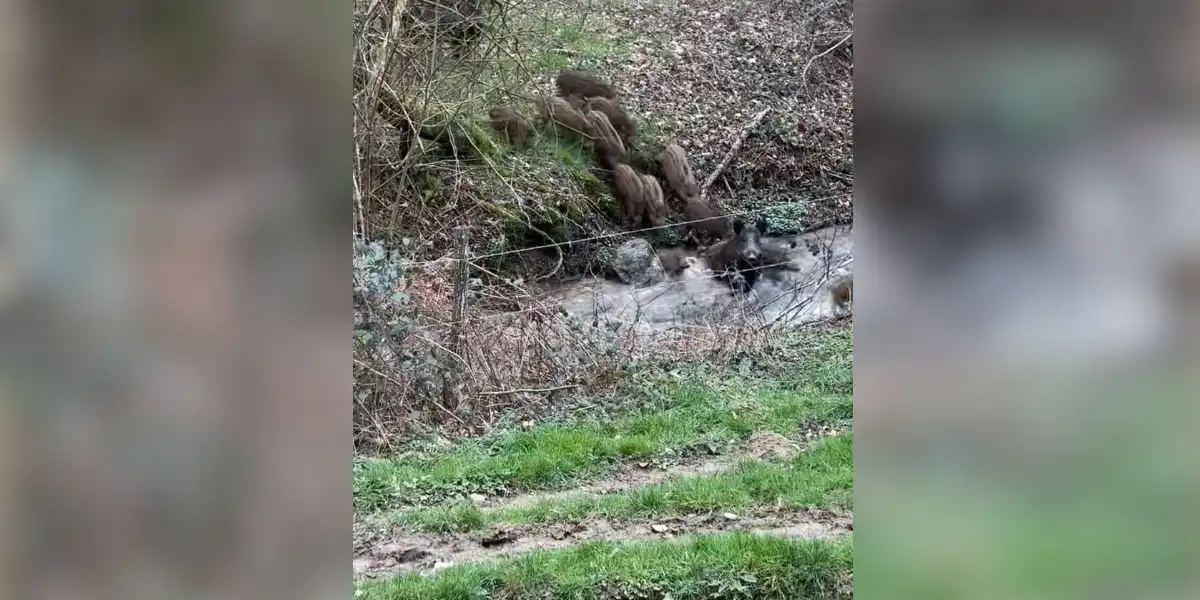 [Vidéo] Un sacré paquet de marcassins!