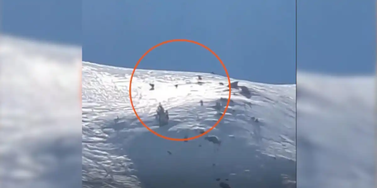 Une observation rare : trois ours filmés en train de traverser une station de ski des Pyrénées