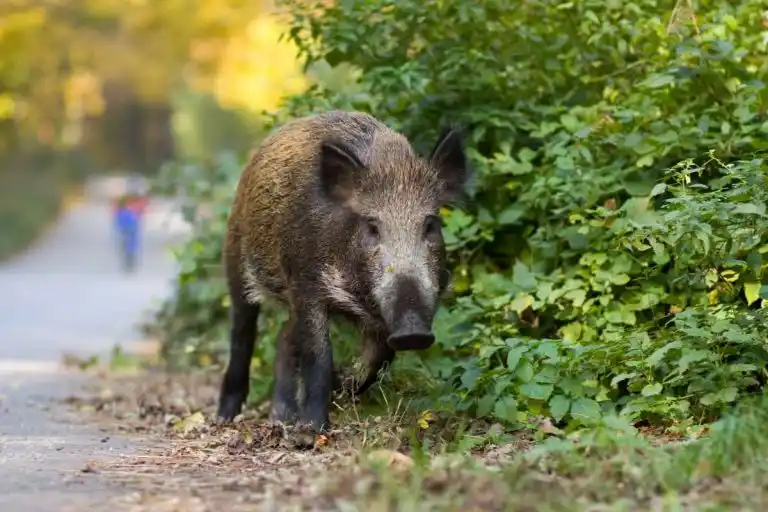 Pourquoi les sangliers s&rsquo;approchent-ils des villes ?
