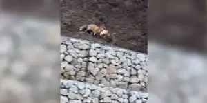 renard-emporte-une-poule