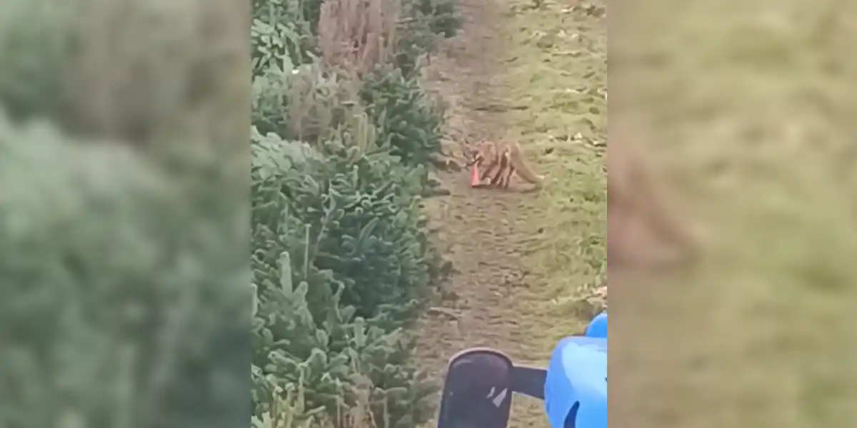 [Vidéo] Un renard vole une hache et fait courir un agriculteur