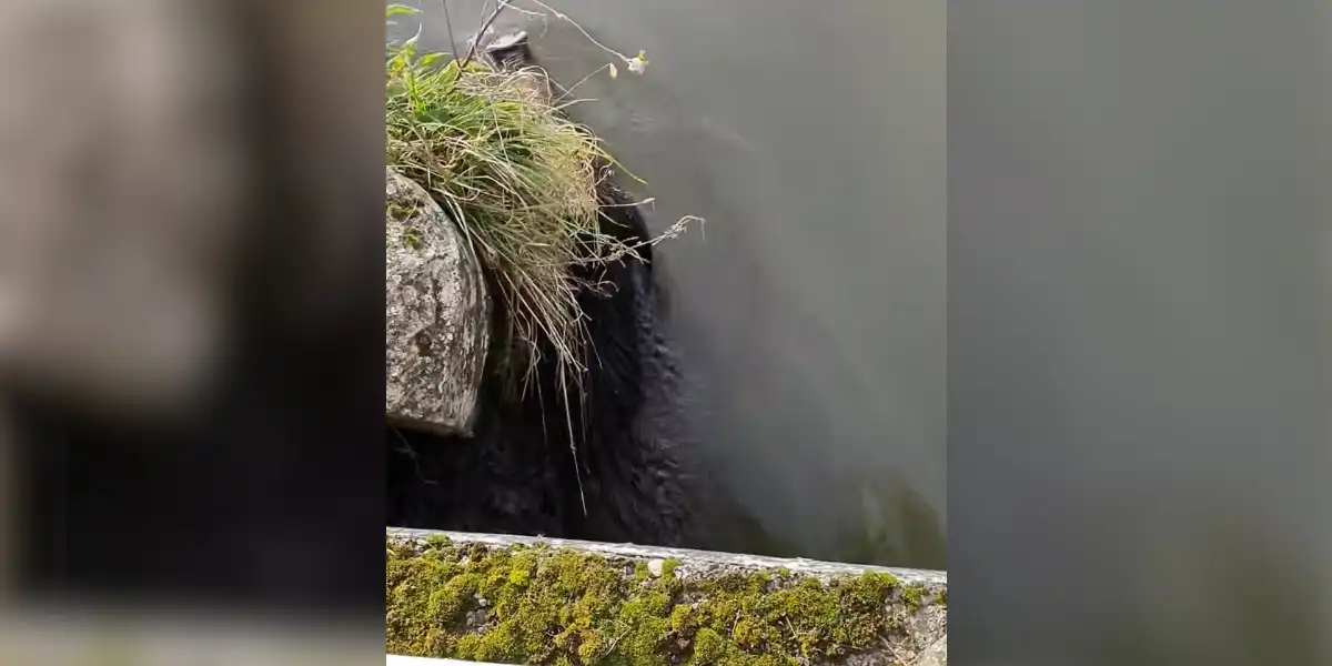 [Vidéo] Quand tu croises un sanglier en pleine séance de natation