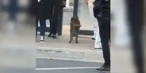 sanglier arret de bus avon