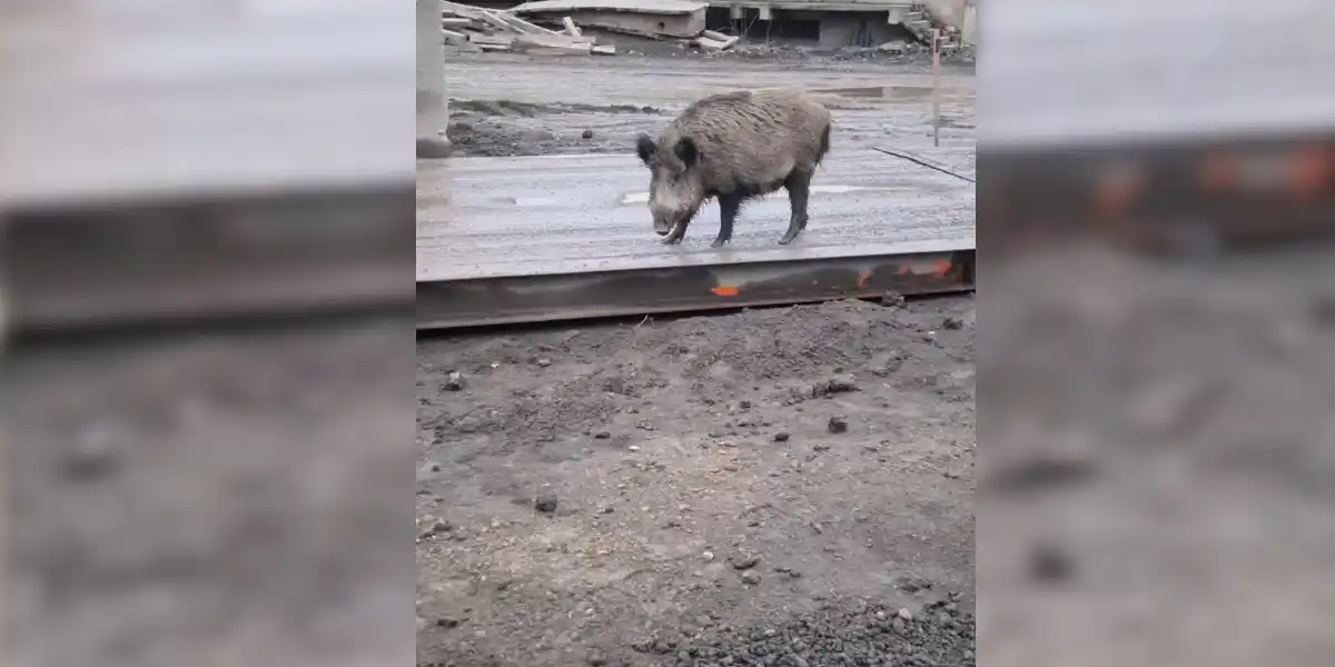 [Vidéo] Un sanglier passe sur une balance industrielle pour connaître son poids