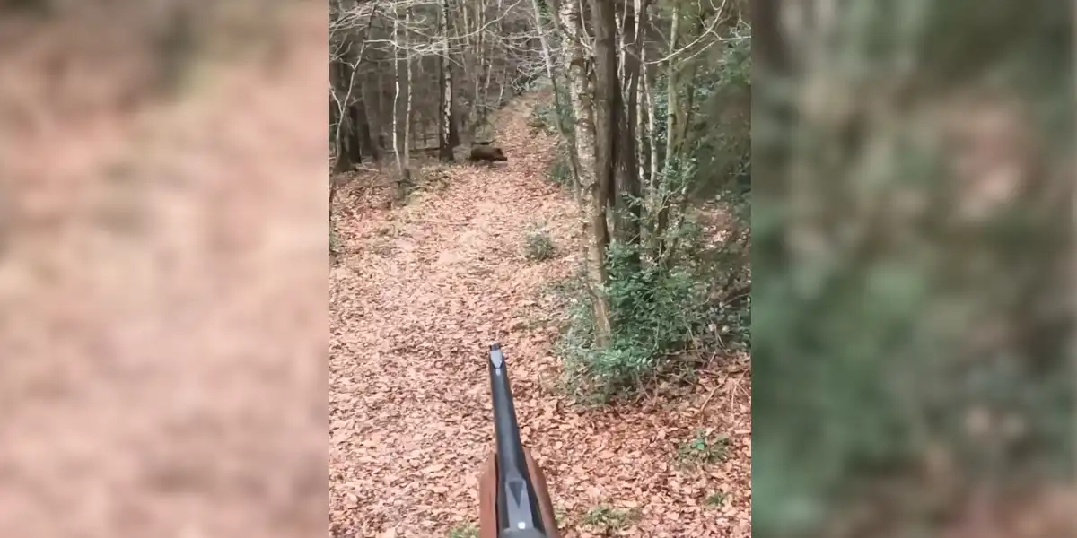 [Vidéo] Tir ou pas de tir sur ce sanglier?