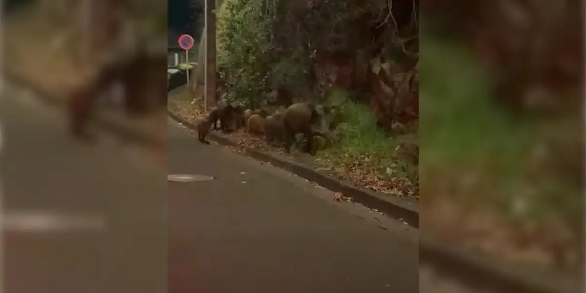 [Vidéo] Une petite compagnie de sangliers en balade dans les rues de Royat