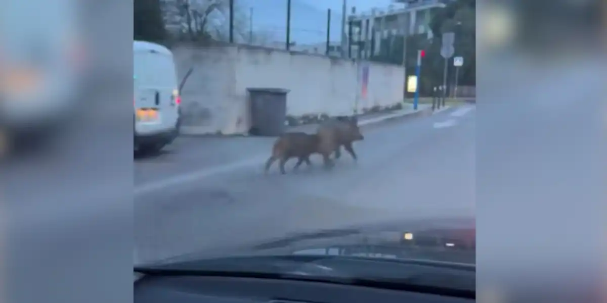 [Vidéo] Deux sangliers observés en divagation dans les rues de Montpellier