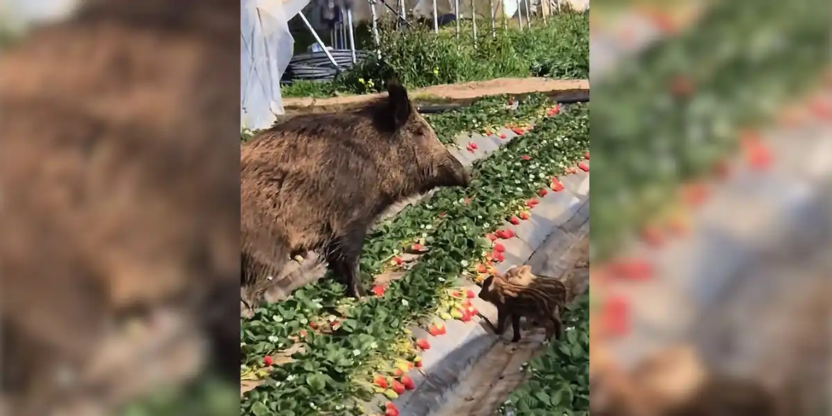 [Vidéo] Une laie et ses marcassins surpris dans une serre de fraises