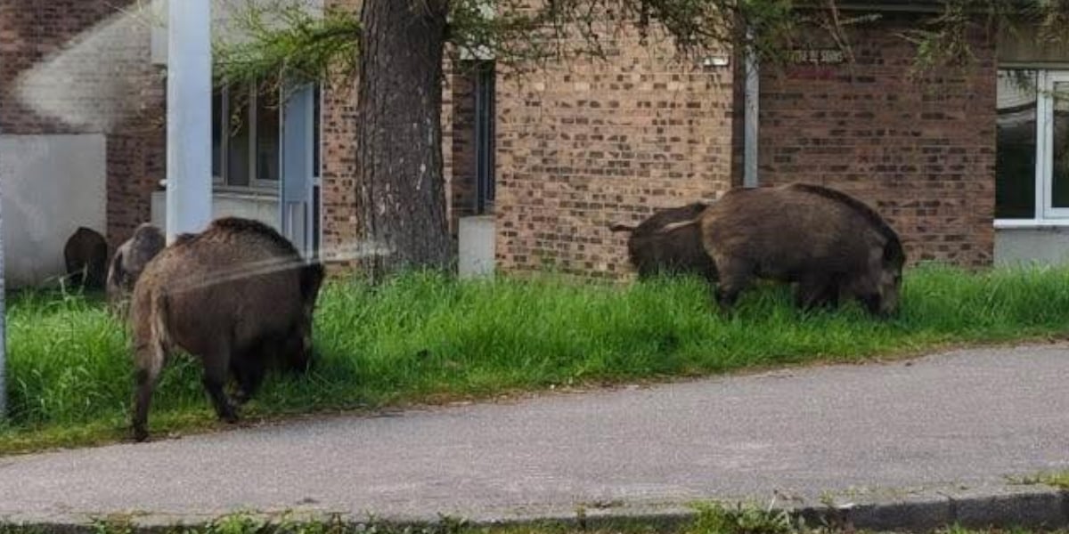 Des sangliers (encore) aperçus en pleine ville près de Rouen