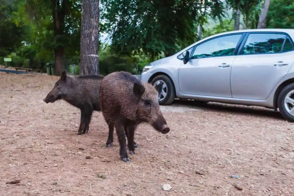 sangliers devant voiture