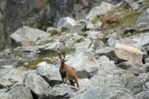 Isard