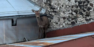 biche sur un toit
