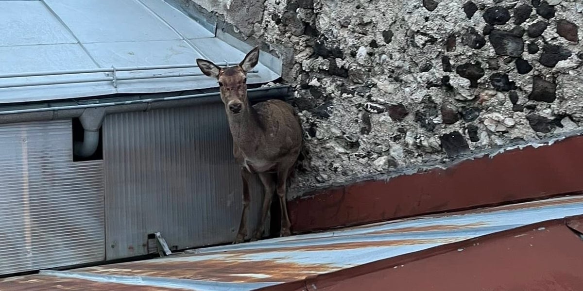 biche sur un toit