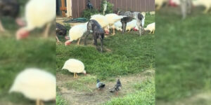 braque allemand arret pigeons